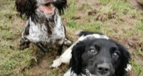 Huge spike in dog thefts as criminals dig out microchips and cut leads with scissors