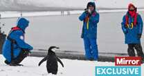 opinionInside Antarctica's biggest tourist destination - a mass whale grave on an active volcano