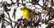 American yellow warbler: Hundreds of birdwatchers descend on village after rare sighting