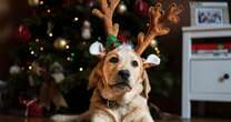 Vet warns festive snack could be fatal for dogs for little-known reason