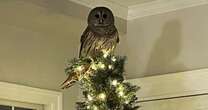 Hilarious moment owl flies through family home and perches on top of Christmas tree