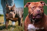 Dog deaths at an all time high following XL Bully ban, with 100 'destroyed' a month