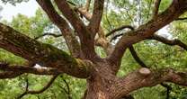 Almost nobody can solve branches riddle but it requires specific approach