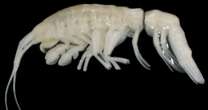 Deep-sea predator with body for 'capturing, killing and feasting' discovered in deep trench