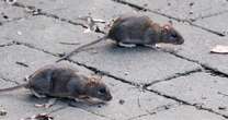 Glasgow plagued by rats that 'could kill' as more than 100 people hospitalised by attacks