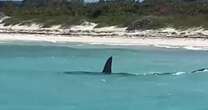 Terrifying moment huge shark prowls shoreline at packed tourist beach