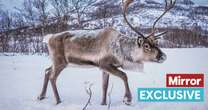 Fury at ads offering Brits trophy hunting trips to shoot Santa's reindeer