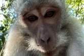 Cheeky monkey steals stunned Brit's phone in Bali and takes hilarious selfie
