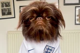 Adorable dog that predicts World Cup match results got England game totally right