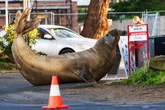 One tonne Neil the seal crushes cars and 'respects nothing' but could meet tragic end