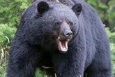 Human body 'eaten by bears and wildlife' at scenic mountain picnic hotspot