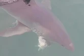 Anglers stunned after 10ft shark steals catch and bites in half in UK waters