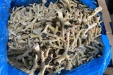 Two women charged with running £10 million 'international chicken feet cartel'