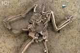 scientists baffled by headless skeletons uncovered at 7,000-year-old farm