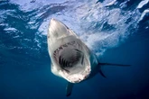 Horror at holiday hotspot as 'aggressive' 8ft shark attacks beach swimmer