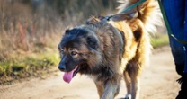 Leicestershire dog attack: Six injured by Caucasian Shepherds as girl, 17, arrested