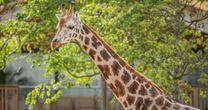 opinionSneak peek inside the UK's new safari lodges where you can watch giraffes from bed