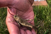 Brits fear invasion from 'plague of locusts' brought over by African weather plume