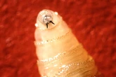 Flesh-eating bugs that burrow into victims' skin spread into second US state