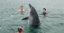 UK's friendliest dolphin turns sinister as behaviour changes and urgent warning issued