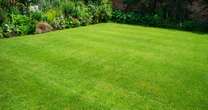 Genius £1 coin trick will transform your lawn from sparse to lush in autumn monthsGardening