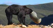 Brown bear found stumbling around for days with plastic barrel stuck on head