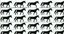 Only those with crystal clear minds can spot horse without a tail in tricky brain teaser