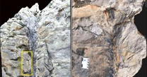 Rare ancient 'Dr. Seuss trees' from 350million years ago leave scientists 'gobsmacked'