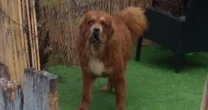 Mastiffs attacked neighbour and 'latched onto testicles' of police officer