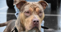 What happens if your dog breed becomes banned in UK and penalty for owning XL Bully