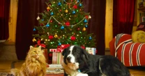 Woman issues urgent warning on popular Christmas decoration that can be lethal to pets