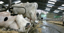 Antibiotic-resistant superbugs in factory farms 'kill nearly 2,000 Brits a year'