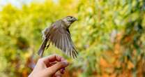 Millions of songbirds illegally trapped and served as food at Brit tourist hot spot