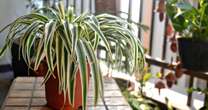 Beautiful 'mould-loving' plants will banish condensation and mildew in your home