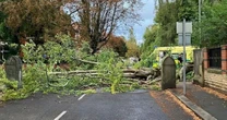 Manchester horror as woman killed by huge tree which suddenly 'snapped'