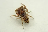 Giant hairy venemous spiders set to roam UK just like Australia – all because of our weather
