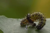 Wasps use other bodies to breed just like ‘real-life alien movie’