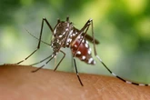 Killer mosquitoes which spread deadly diseases coming to Britain, experts warn