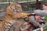 Horror tiger attack as beast lunges at vet from behind to drag her into enclosure