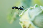 Argentina invades Britain with ant army after World Cup heartbreak – and they play dirty