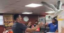 Hungry seagull causes chaos as it gets trapped in kebab shop