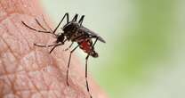 Dengue fever warning in UK as France reports more than 600 cases of deadly infection