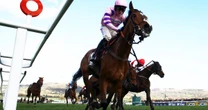 Paul Nicholls Cheltenham Festival winner put up for auction as leading owner sells upCheltenham Festival