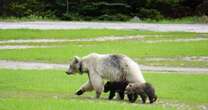 Rare white grizzly bear killed by car just hours after cubs also struck on highway and died