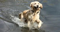 Vet warns of serious health risk for dogs jumping into water in hot weather
