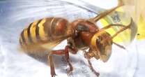 Expert's Asian hornet warning as one specific weather type 'makes them aggressive'