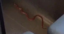 Terrified train passengers flee as giant SNAKE suddenly slithers underneath seats
