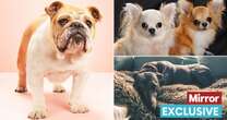 5 'laziest' dog breeds - including one known for its incredible speed