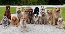 The two designer dog breeds being rejected by Brits over heartbreaking health problems