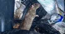 Shocking photos show giant rats 'as big as cats' running in rubbish-filled city streets